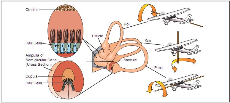 The semicircular canals lie in three planes, and sense motions of roll, pitch, and yaw